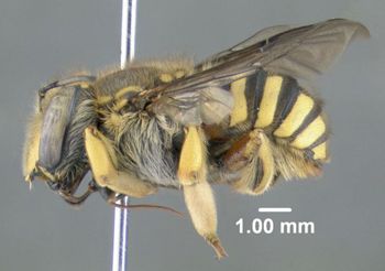 Media type: image;   Entomology 610800 Aspect: habitus lateral view